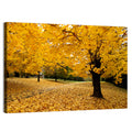 Baltimore Autumn Foliage Wall Art
