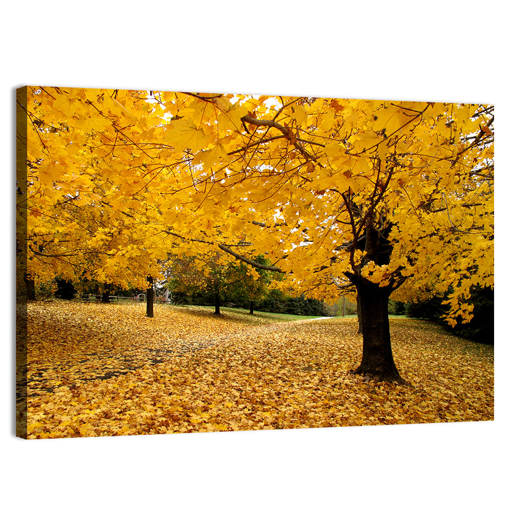 Baltimore Autumn Foliage Wall Art