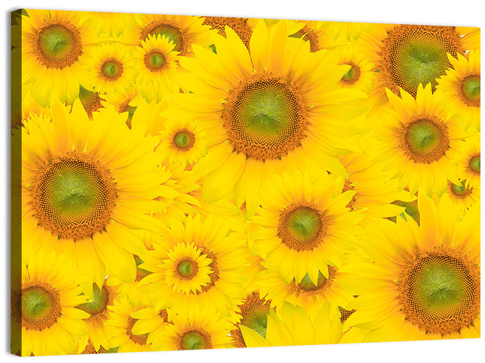 Sunflower Field Close-up in Yellow Wall Art as a canvas print
