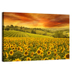 Sunflower Field at Golden Hour Wall Art