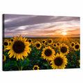 Sunflower Field at Sunset Wall Art