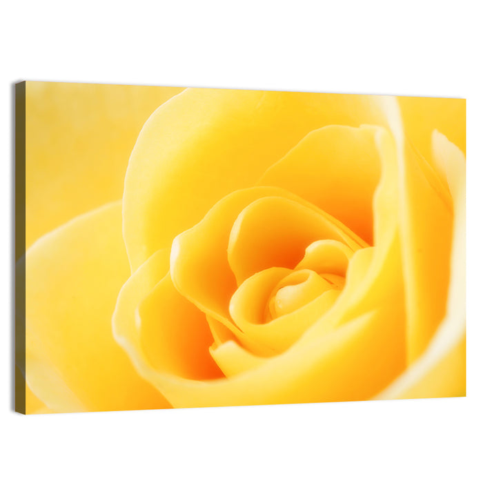 Soft-lit Yellow Rose Close-up Wall Art as a canvas print