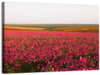 Pink Ranunculus Flower Field Wall Art