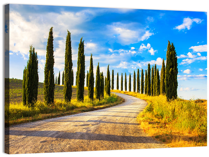 Sunlit Tuscany Cypress Road Wall Art as a canvas print
