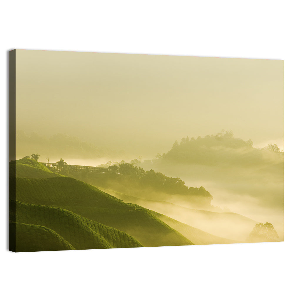 Tea Plantation Morning Mist Wall Art, canvas print, landscape