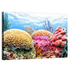 Vibrant Brain Coral Reef Wall Art