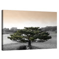 Bonsai Pine in Japanese Garden Wall Art