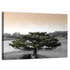 Bonsai Pine in Japanese Garden Wall Art