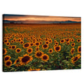 Colorado Sunflower Field at Sunset Wall Art