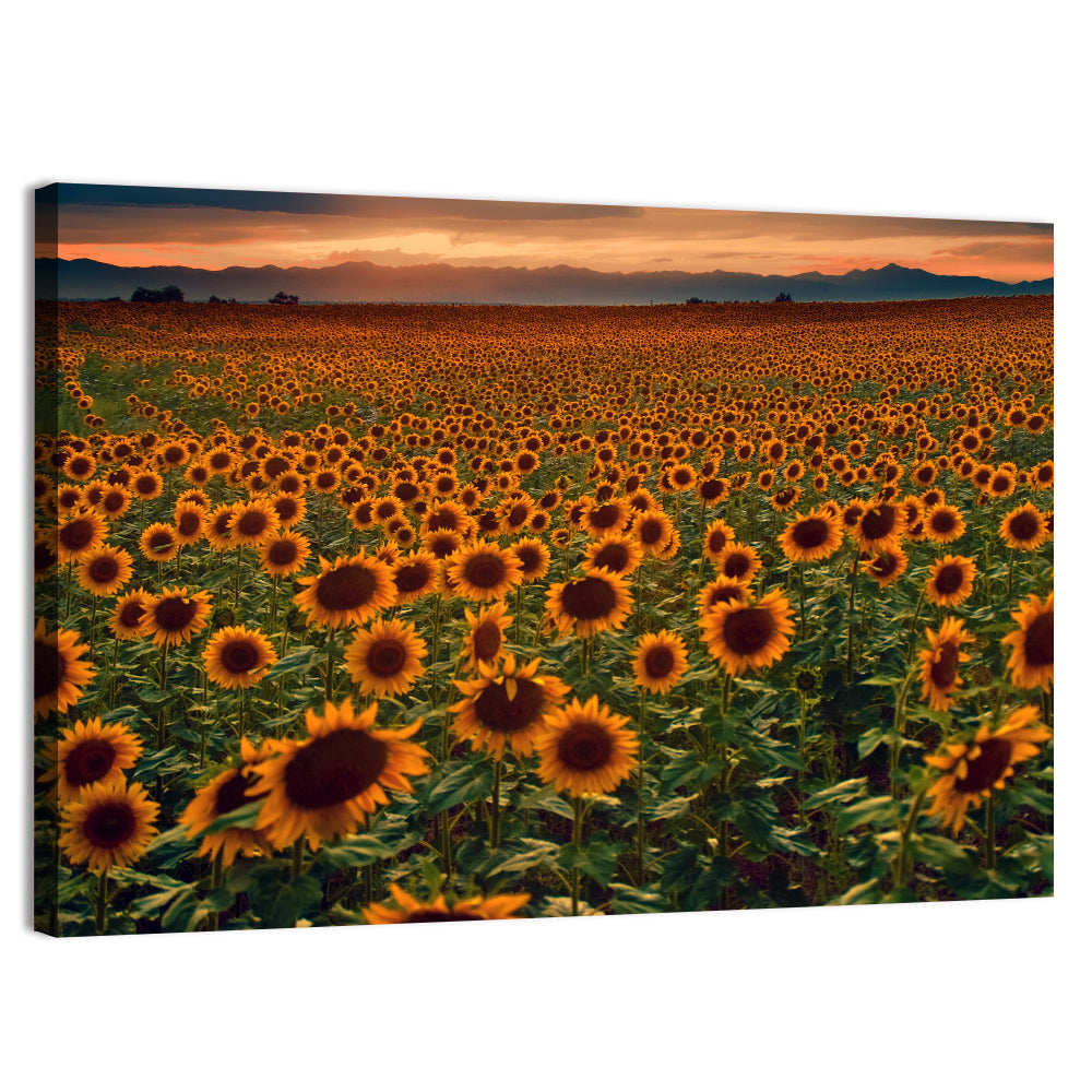 Colorado Sunflower Field at Sunset Wall Art, canvas print, landscape