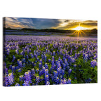 Texas Bluebonnet Field at Sunset Wall Art