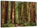 Muir Woods Redwood Trail Wall Art