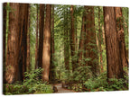 Muir Woods Redwood Trail Wall Art