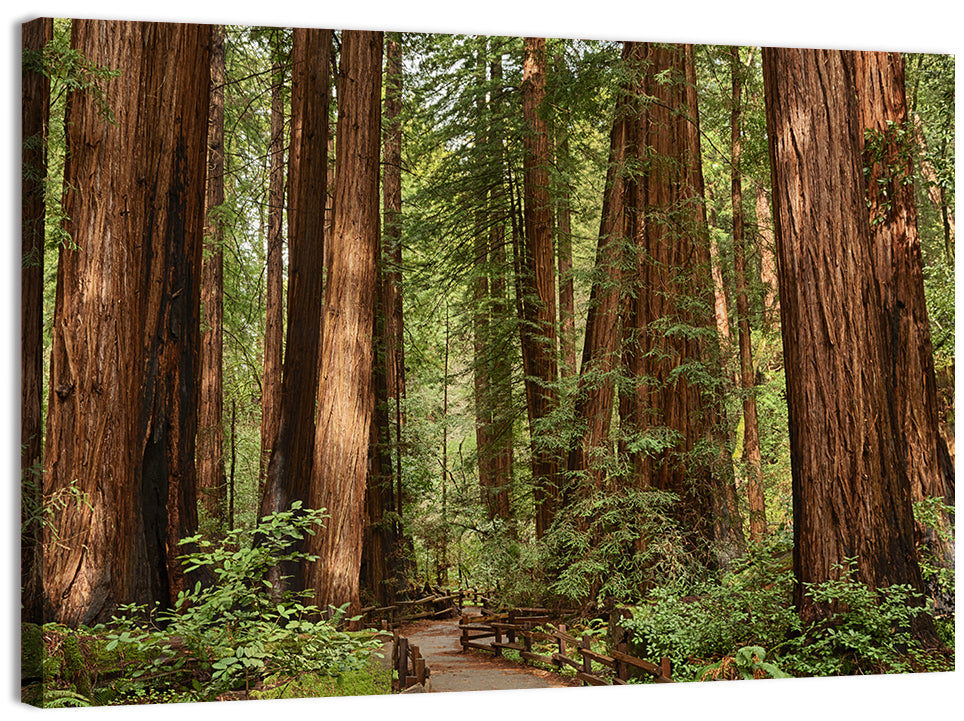Muir Woods Redwood Trail Wall Art