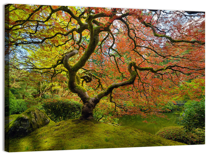 Gnarled Japanese Maple by Garden Pond Wall Art as a canvas print