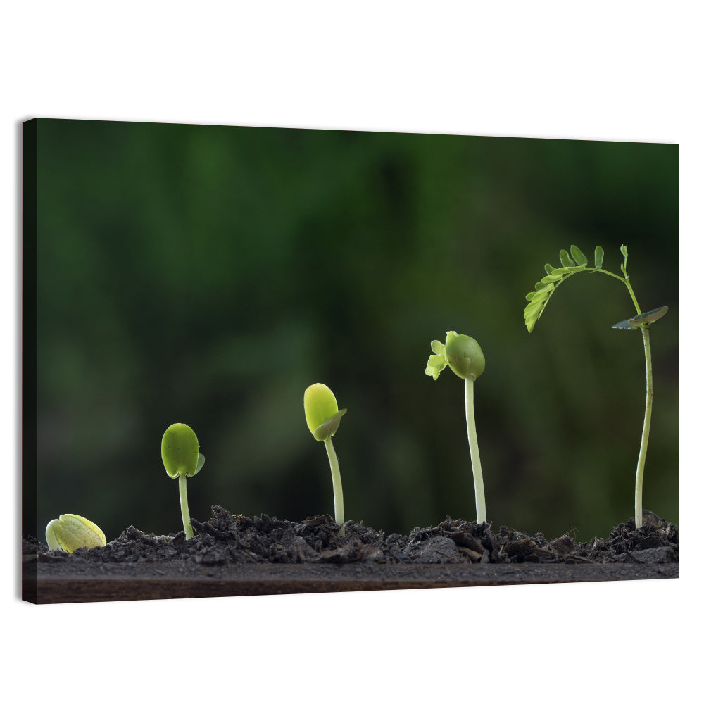Five-stage Plant Growth Wall Art