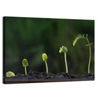 Five-stage Plant Growth Wall Art