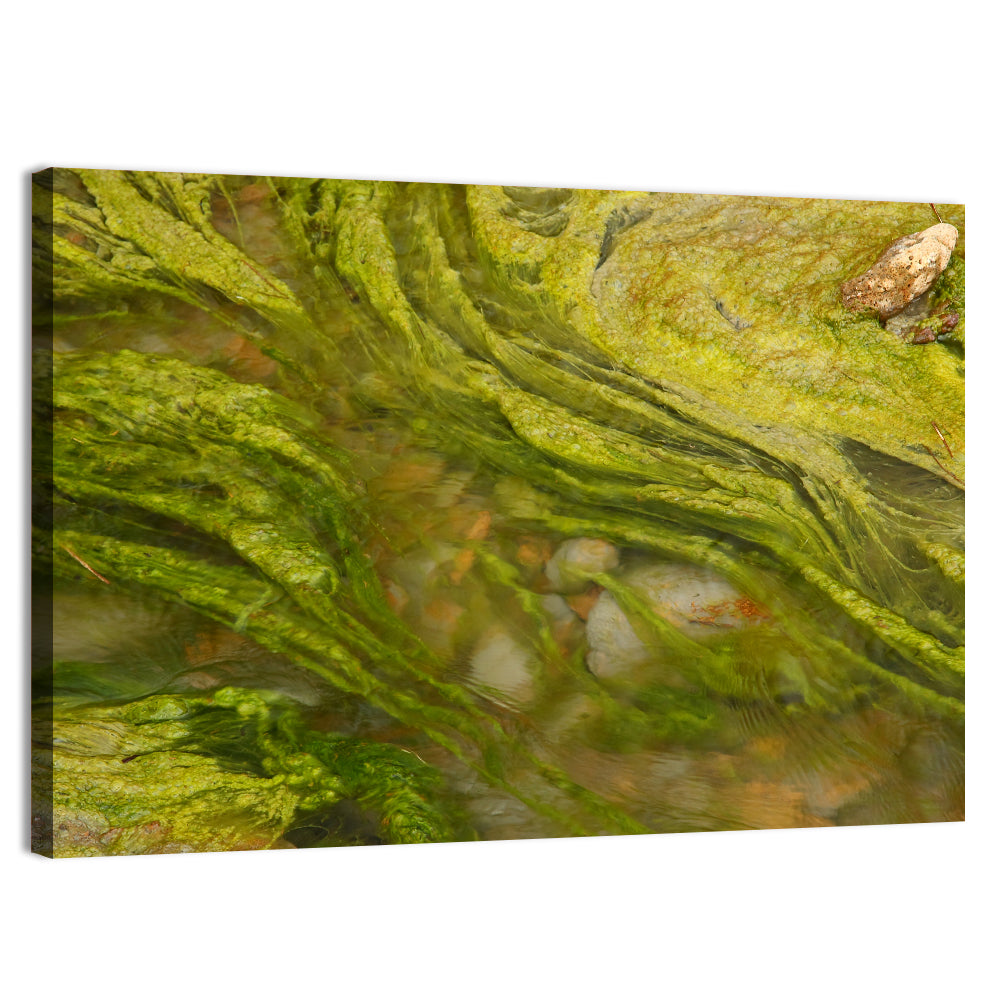 Macro Algae Stream Wall Art