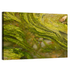 Macro Algae Stream Wall Art