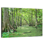 Summer Cypress Bayou, Louisiana Wall Art