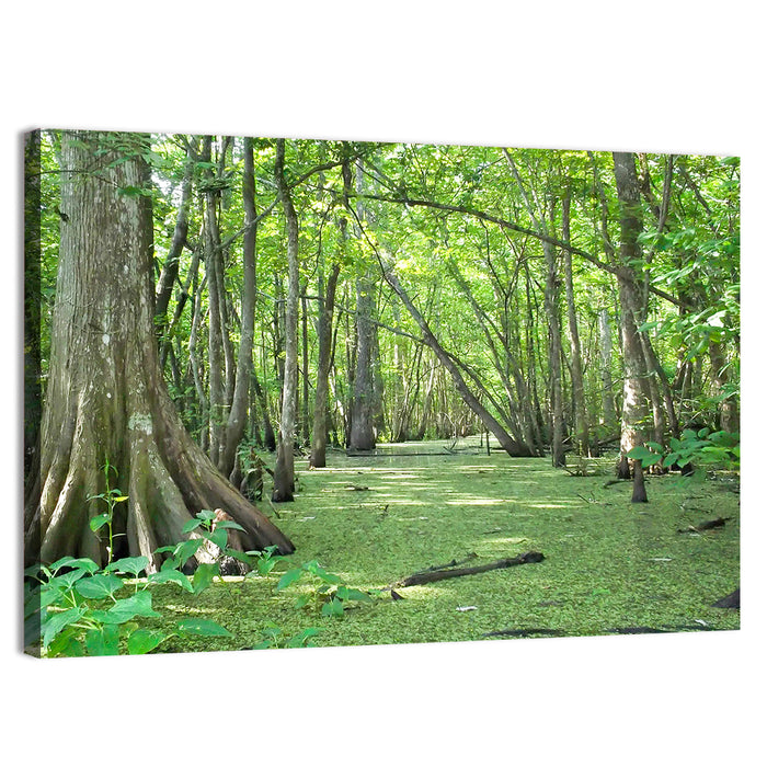 Summer Cypress Bayou, Louisiana Wall Art as a canvas print