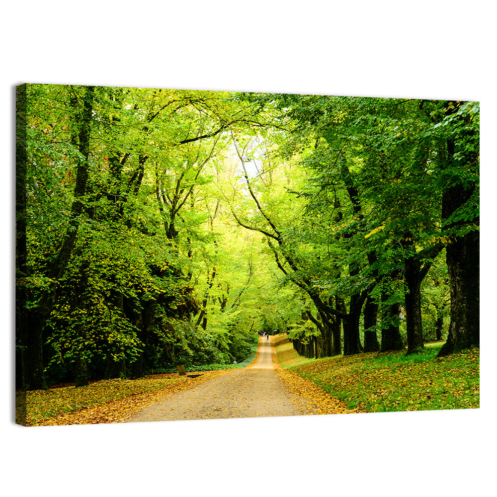 Sunlit Forest Pathway Wall Art