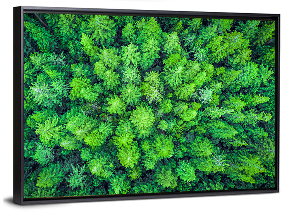 Whakarewarewa Forest Canopy Wall Art