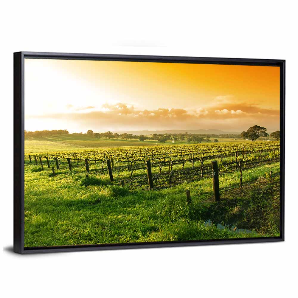 Barossa Valley Vineyard at Sunrise Wall Art