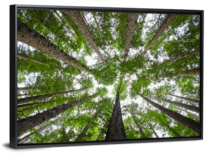 Redwood Forest Canopy Wall Art as a framed canvas