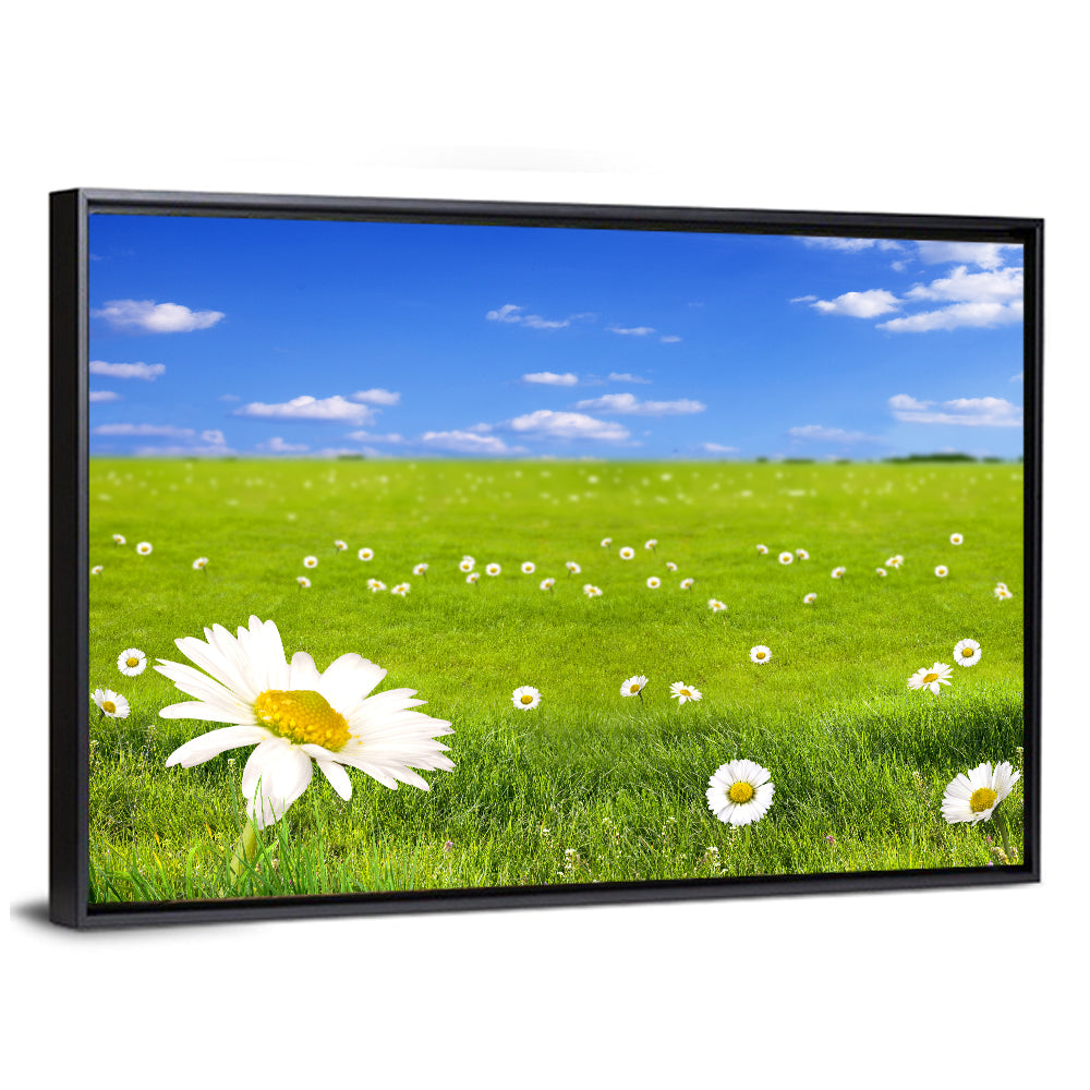 Spring Daisy Meadow Wall Art