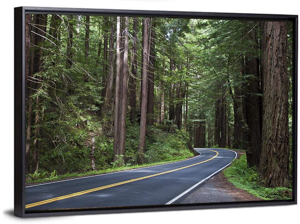 Winding Redwood Forest Road Wall Art