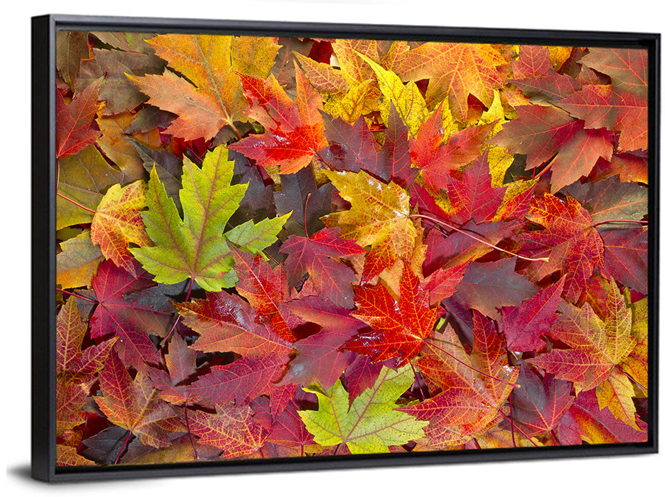 Autumn Maple Leaves Close-up Wall Art