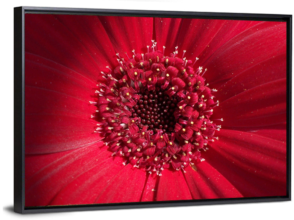 Gerbera Daisy Wall Art