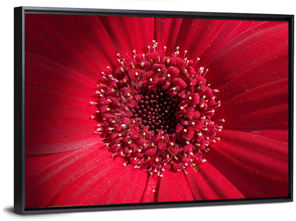 Red Gerbera Daisy Macro Close Up Wall Art