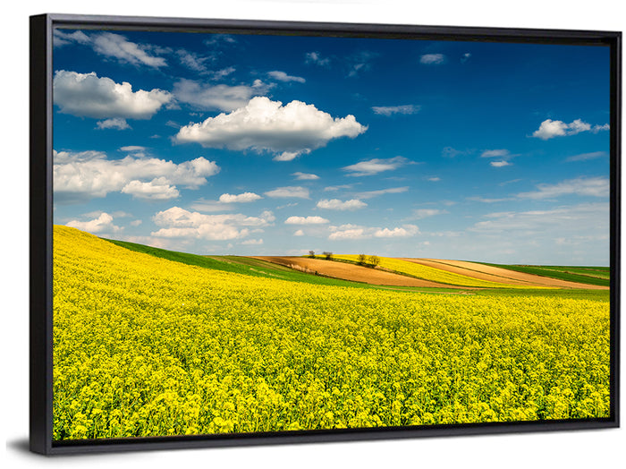 Sunlit Canola Fields Wall Art as a framed canvas