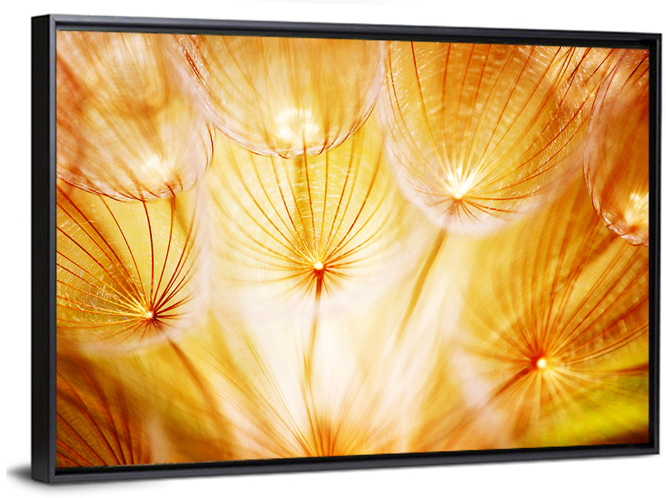 Golden Hour Dandelion Seed Macro Abstract Wall Art