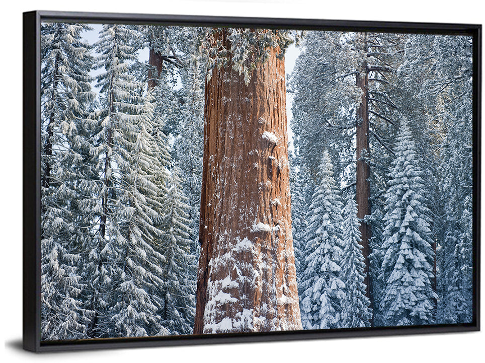 Winter Giant Sequoia in Snowy Forest Wall Art