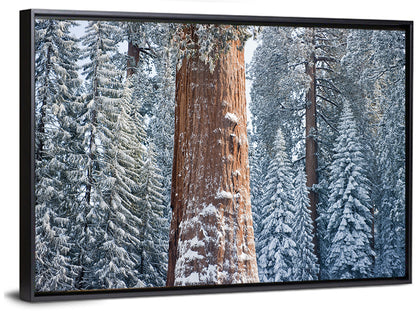 Giant Sequoia Tree Wall Art