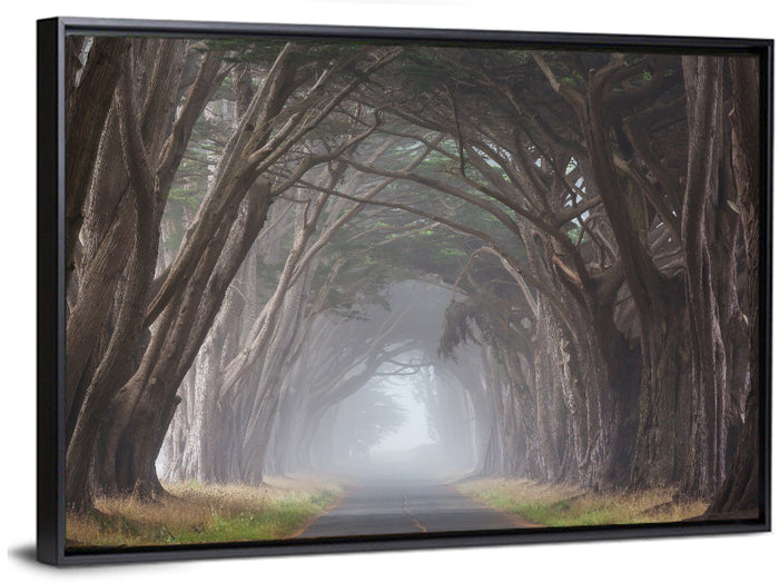 Cypress Tree Tunnel in Fog Wall Art as a framed canvas