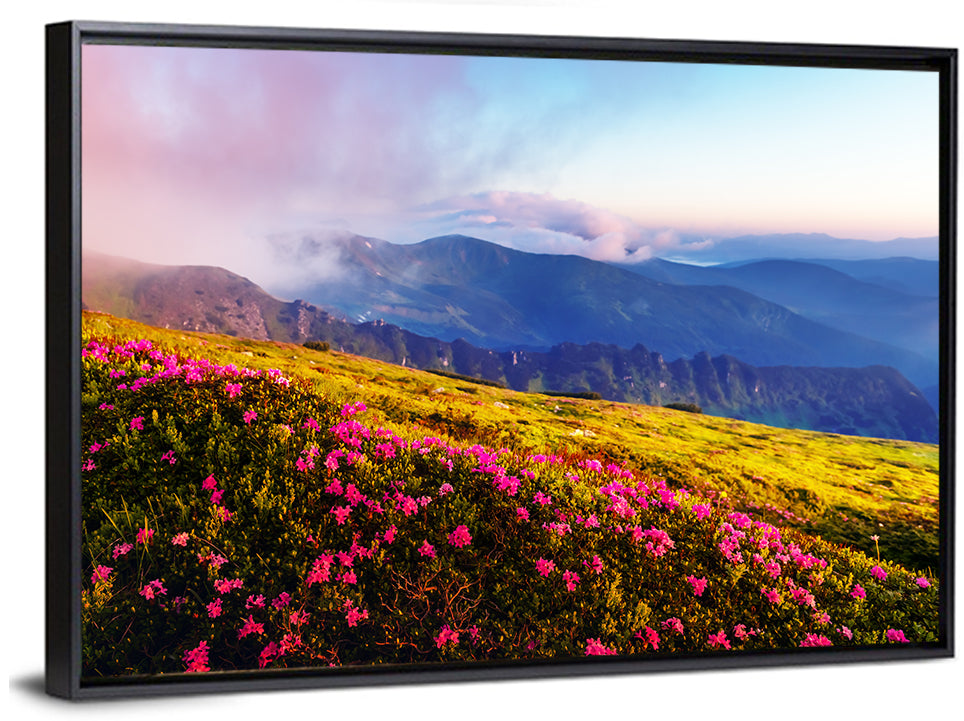 Alpine Rhododendron Meadow at Golden Hour Wall Art