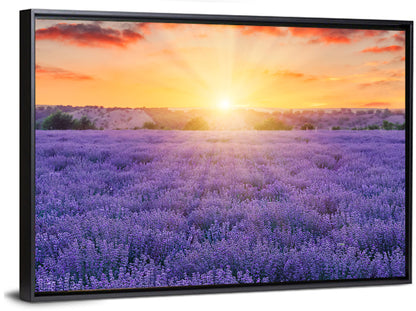 Lavender Fields Wall Art