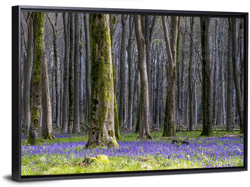 Bluebell Beechwood Grove Wall Art
