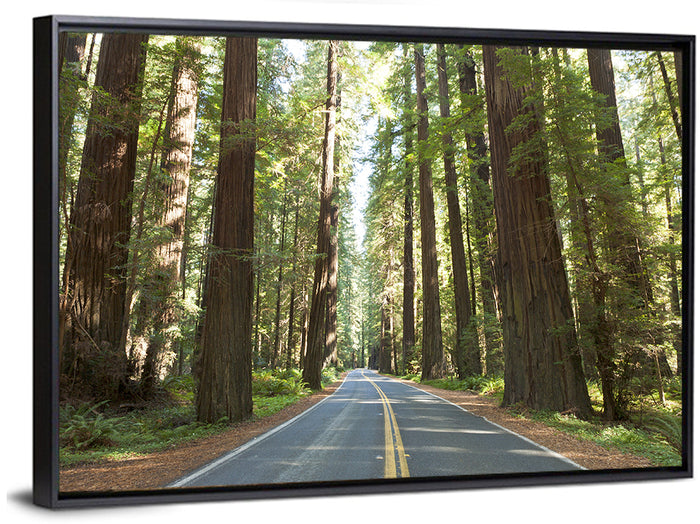 Giants Avenue Redwood Forest Road Wall Art as a framed canvas