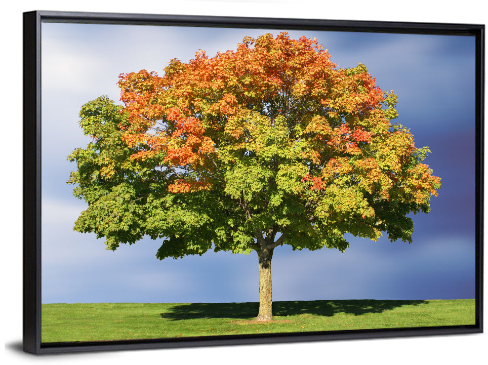 Maple Tree Wall Art