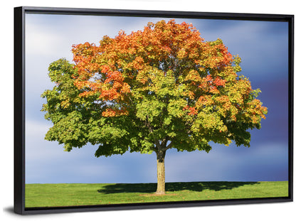 Maple Tree Wall Art