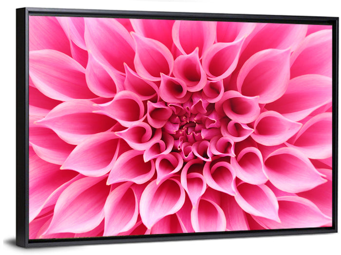 Pink Dahlia Spiral Close-up Wall Art as a framed canvas