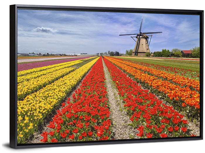 Spring Tulip Fields with Dutch Windmill Wall Art as a framed canvas