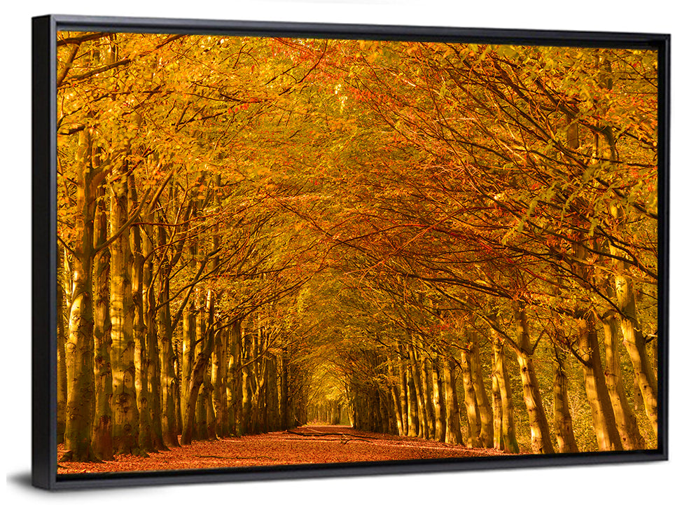 Golden Beech Tree Tunnel in Autumn Wall Art