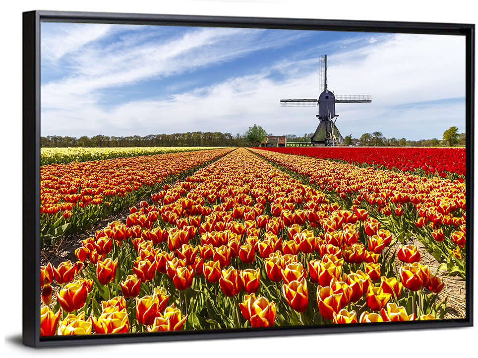 Windmill in Tulip Farm Field Wall Art