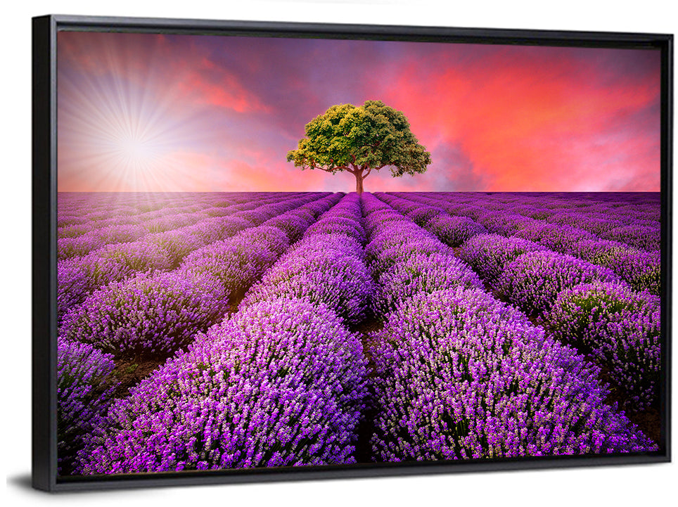 Lavender Field Sunset Wall Art